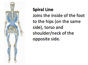 The Complexity of The Human Body 13