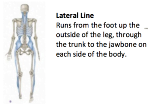 The Complexity of The Human Body 15