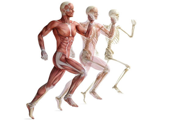 Complexity of The Human Body 4